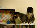 はじめての猫飼い058　～VSスライム～