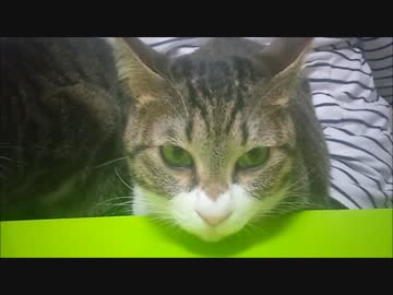 はじめての猫飼い059　～猫抱きの刑～