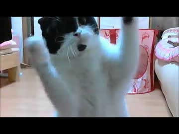 うちの猫がボクシングをしてみた～あしたのモー子～my cat has tried boxing