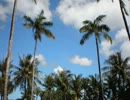 【歌ってみた】あの太陽が、この世界を照らし続けるように