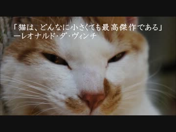 ツンギレのうちの猫に教わる世界の「猫の格言」61個