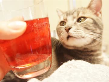 ツンギレのうちの猫は性格悪いけど顔だけはかわいい