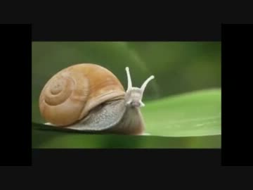 かたつむりの本気を見た！