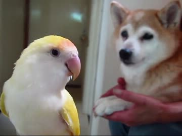 黄色と茶色のばーちゃんズ（１３年３月２９日）