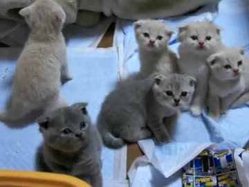 7匹のスコティッシュの子猫