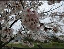 気の向くままに奈良県内ぶらついてみた-斑鳩町Part1 竜田川