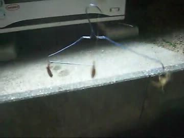 秘密兵器でナマズの複数釣りに挑戦しました