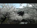鎌倉 建長寺 桜