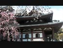 鎌倉 長谷寺 桜