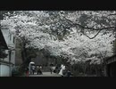 鎌倉 光則寺 桜とカイドウ