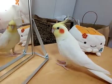 ぬいぐるみを見ると。。。テンション上がるようです