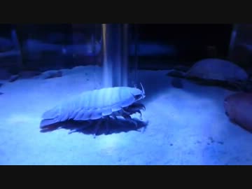 【疑似m@s】ダイオウグソクムシ「眠り姫」