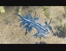 モフりたくなる海の生物、見つけたで！【アオミノウミウシ】