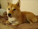 柴好きのための、眠れる1分30秒