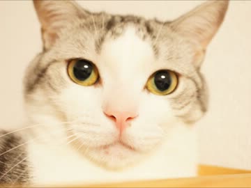 ツンギレのうちの猫より色気がある猫なんているの？