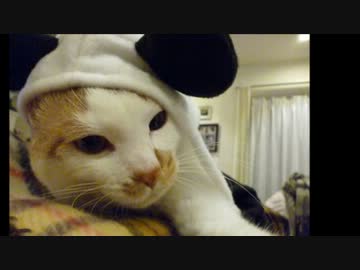 ツンギレのうちの猫んちにやってきた捨て猫が立派な成猫になった
