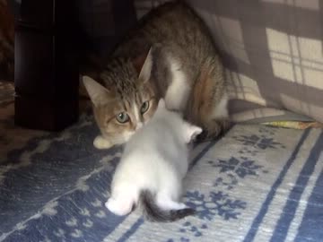 ミルクの成長記録【２】