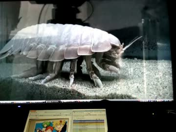 ダイオウグソクムシ微速度撮影