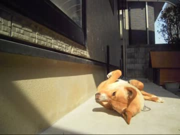 子犬を貰ってきた（356日目）