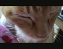 甘えてくるネコさんのブルブルが凄まじい