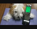 【ロマンシングサガ】職場の内線電話で３和音着メロを作ってみた（１）