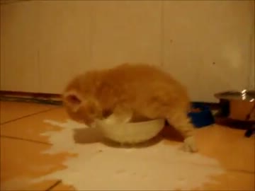 【かわいい】ミルクの飲み方がわからない子猫ｗｗｗ