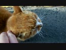 鮨屋前のノラが一時停猫してくれたのでつついてみた