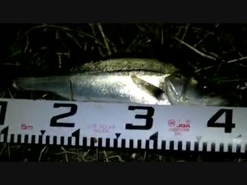 藻煮たｖｓ怪魚喰愛ｖｓＮＯＲＩシーバス勝負【後半は次ダービー告知】