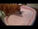 うちのワンコにベッドを与えてみた