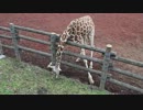 キリンの餌の食べ方について