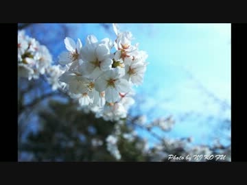 再び日本の素晴らしさを伝えようと頑張ってみた。その1