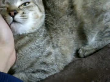 拾いねこ＠生後267/234　もう4月かぁ、真面目に最近時間経つの早いです