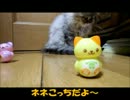 ネネとチャチャの11週目