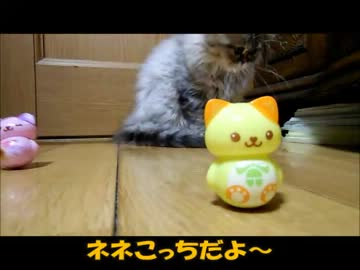 ネネとチャチャの11週目