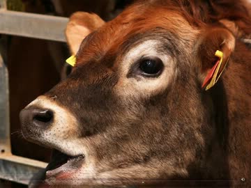 ペーパーマン エイプリルフール動画 ニコニコ動画