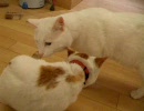 うちのぬこ　#0「けんか。」