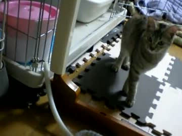 拾いねこ＠生後268/235　モデルのような綺麗な月音さま