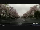 【2013年度】【桜】国立・大学通り　と　さくら通り　を走ってきた。