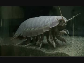 ニコ生ダイオウグソクムシのハイライトに適当にBGMを付けてみた