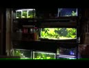 【水槽1】ちと汚い水槽紹介【もりぞう】 001.mp4