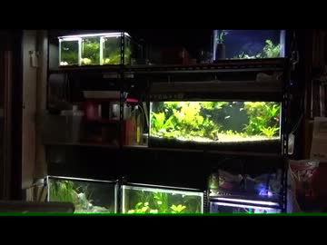 【水槽1】ちと汚い水槽紹介【もりぞう】 001.mp4