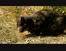 【ぬこ】河原に住む野良猫を撮影してみた　その41【野良猫】