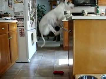 ご飯が食べたいグレイハウンドのナイスジャンプ