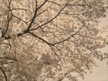 ハッカタクシー【ASMR】囁き運転♪美しい桜の道を、ミルクティーを飲みながら走る 2013.3.27