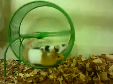 突然始まって急速に冷めるネズミの交尾！