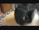 千代松とハチの食事