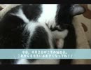 【猫さんの】こちの１年の軌跡【誕生日】