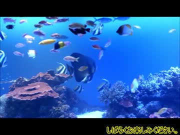 【鳥羽水族館】ダイオウグソクムシに会いに行きたかった【CBR1000RR】