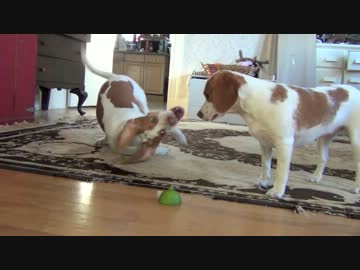 犬がライムと格闘して奇怪な行動を取る