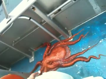 巨大タコの大脱走【ジョジョのサンタナみたい】